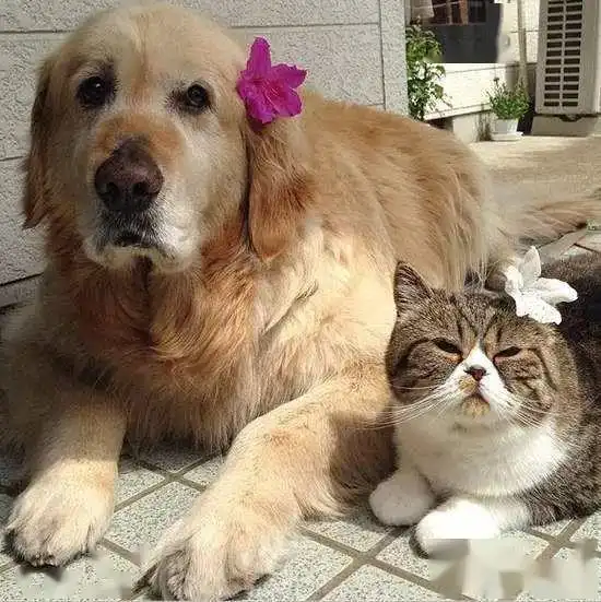 猫狗搭配,卖萌不累
