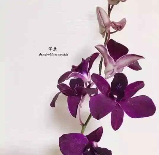 插花常用植物130种,看看你认识多少种
