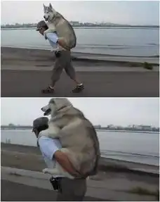 养狗后就再也没出去玩过那就带上狗狗一起啊
