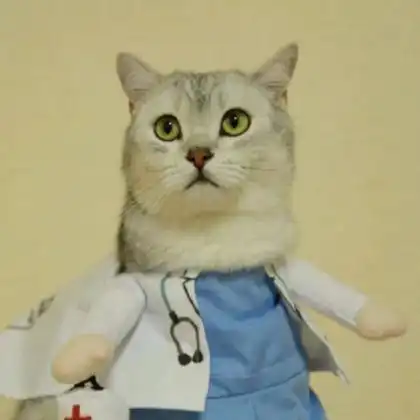 可爱猫咪情侣头像一对,又萌又搞笑的小猫
