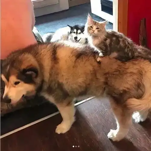 两只阿拉斯加猪,带大了一只小猫咪,这日常也是暖到爆
