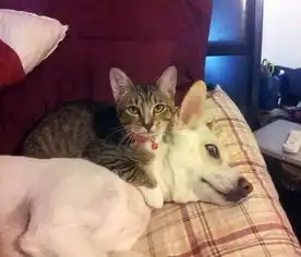 猫咪的犬用枕头,我从狗子的眼中看到了绝望
