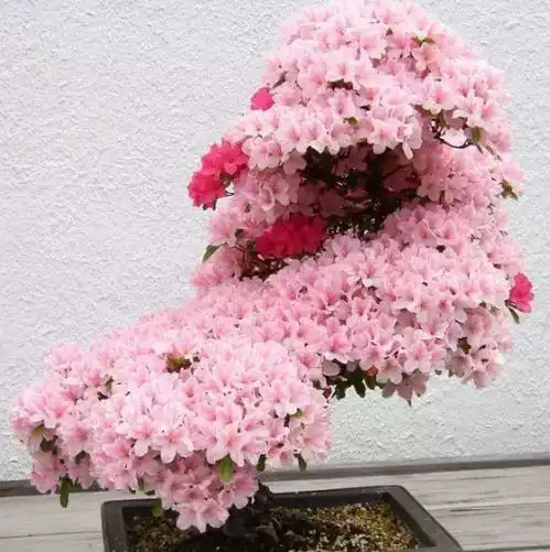 旺财旺运好兆头,9种今年秋天必选的花卉,太美了
