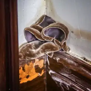 500万的豪宅刚入住8个月就渗水长出了木耳
