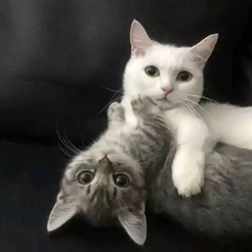 3组最近非常火的猫咪情侣头像
