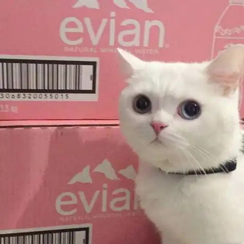 头像超萌的狗狗和猫咪头像
