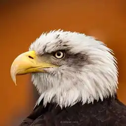 女摄影师勇闯非洲拍野生动物
