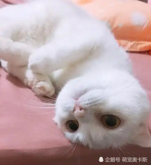 老公不喜欢养猫,女主出差时担心不已,看到照片后崩溃了
