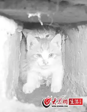 流浪猫母子阳台下安家把居民愁坏了图
