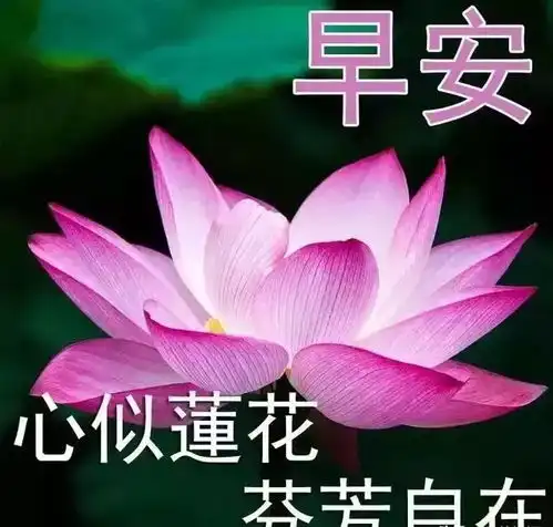 清晨暖心早安问候祝福语美图动画图片,早上好正能量问候祝福语录

