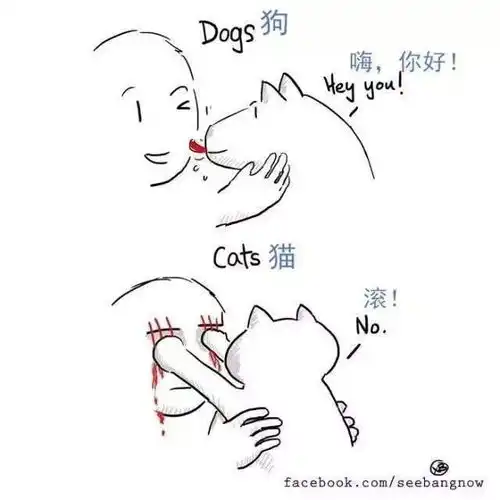 20张猫狗的行为对比图,养狗和养猫就像同一时空的不同故事线
