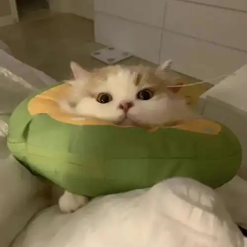 猫猫狗狗大作战

