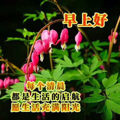 2024年5月10日早安图片大全,愿你平安喜乐,心随所愿,幸福吉祥快乐顾漫网易订阅
