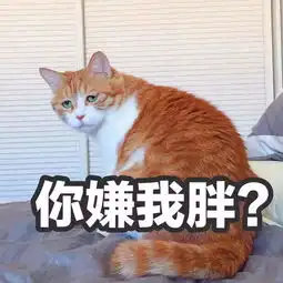 带猫出国攻略出国搬家如何携带宠物这些宠物托运常识你要知道