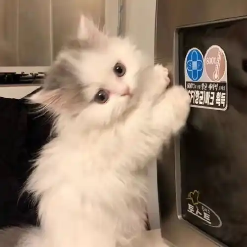 稻香.萌宠头像,猫猫狗狗也太可爱啦
