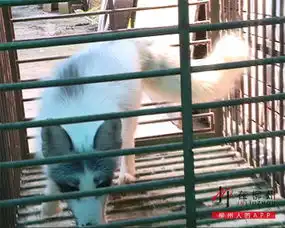 另类宠物千奇百怪可不是想养就能养的
