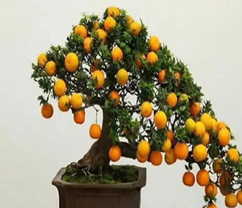 给爸妈说,这5种花是转运珠,养在家里旺人旺财,身体棒
