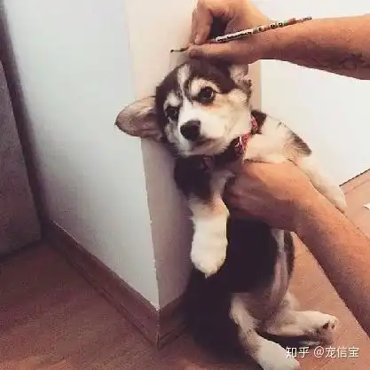 情侣头像柯基柯基和