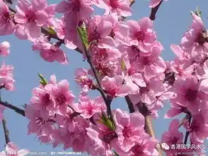 风水秘诀教你快速旺桃花
