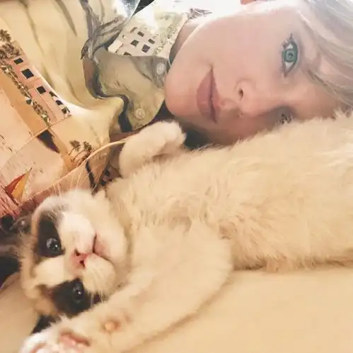 霉霉taylerswift的折耳猫,身价7亿了