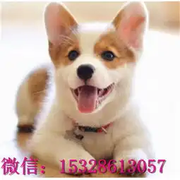 武隆哪里有卖纯种柯基柯基犬幼犬多少钱正宗小短腿柯基柯基犬舍