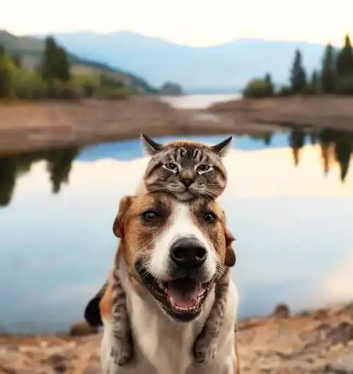 这是我见过的最友谊的猫狗,狗狗背着猫看世界,真好
