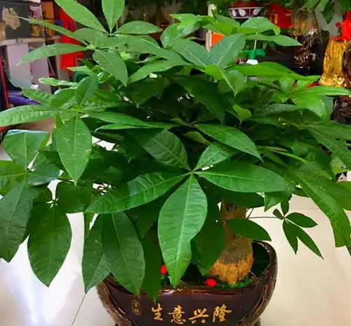 外边冷屋里热,养花该注意什么盆栽牢记4点才不养一盆死一盆
