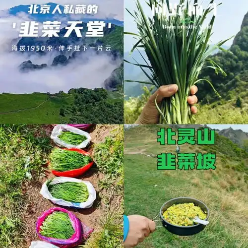 什么档次的野韭菜,竟然比韭菜受欢迎能随便割吗
