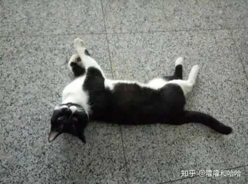 为什么现在男生都喜欢用猫当头像
