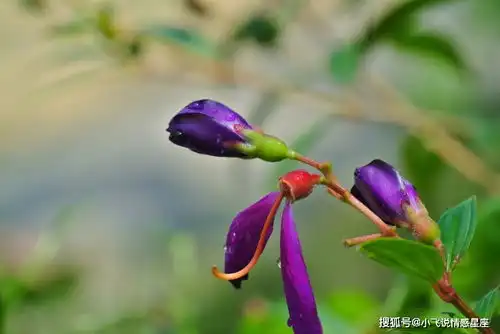 对妻子很负责的3生肖,成熟稳重很有才华,家庭生活幸福美满
