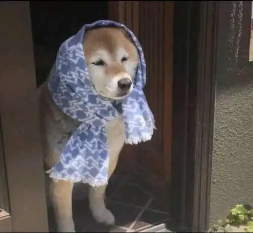 启希大海报