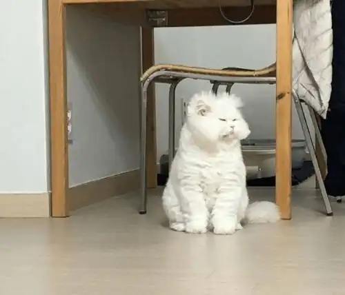 萌宠播报美容失败的猫咪
