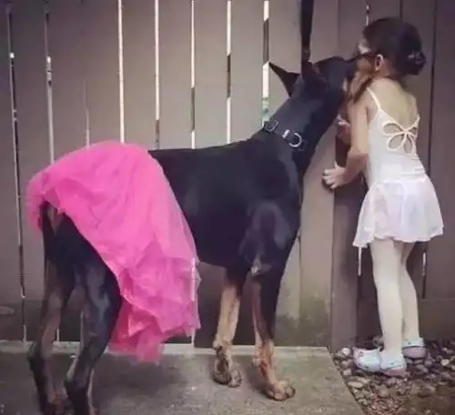 杜宾犬多少钱一只,成龙拍电影是用的杜宾犬吗
