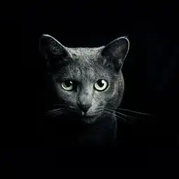黑色猫咪摄影图片高清图片免费下载jpg格式1000像素编号26262230千图网
