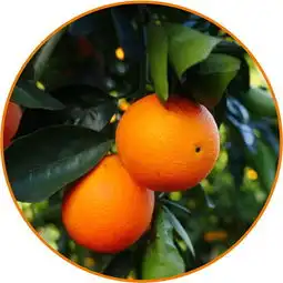 6款好闻又独特的斩男香,撩倒男神就靠它们了
