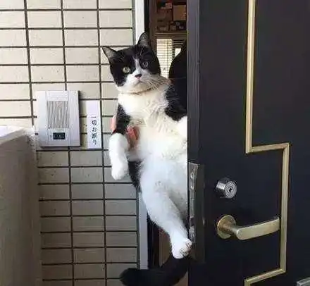 男生还是不要养猫了,被猫咪的小爪爪搂腰,哪还有女朋友的位置