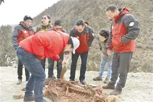 巡护在山间林木中
