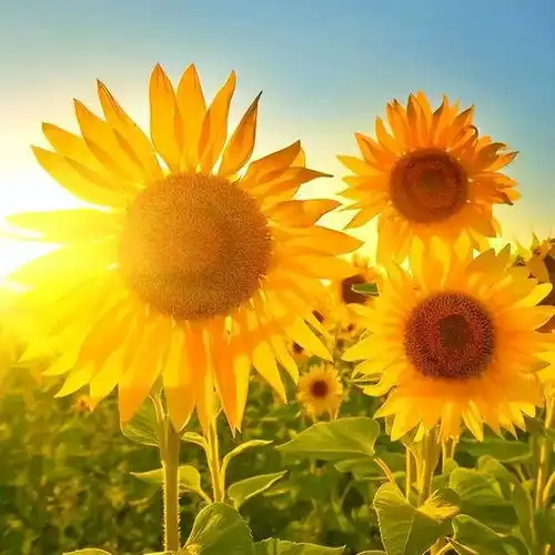 三伏天有5件事不能做,你以为在养生,其实是在养病
