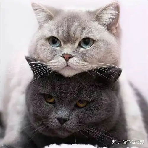 虐猫的大学生受到学校教育和发文道歉,如何看待这样的处理结果
