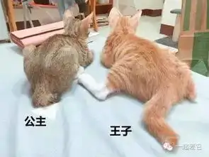 宠知识公猫和母猫可以通过坐姿来区分吗怎么辨别幼猫的雌雄呢
