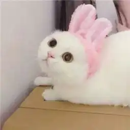 猫咪可爱头像喵你的礼物已驾到
