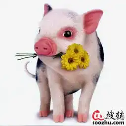 仔猪吃母猪初乳的好处介绍技术指导安徽牧仕
