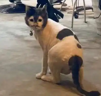 猫丑不怕巷子深,2020年第一批最丑猫出世了哈哈哈哈哈哈哈
