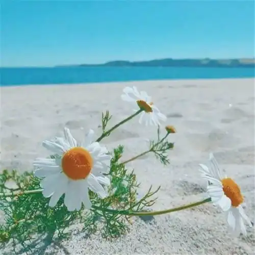 每日一句正能量人生感悟
