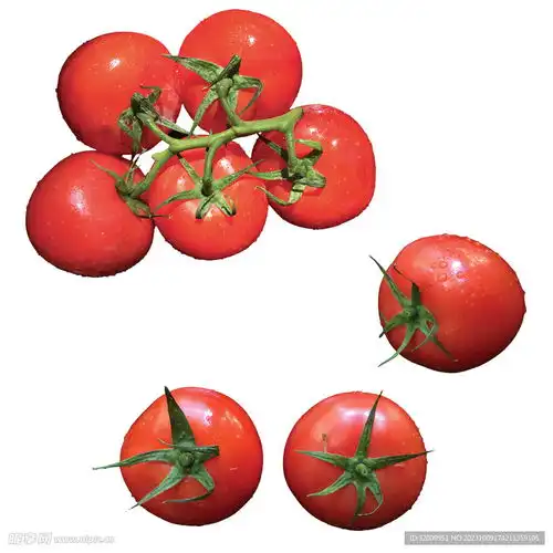 西红柿设计图蔬菜
