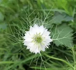 看了这些花材才知道,原来这么多年都被它们的名字欺骗了
