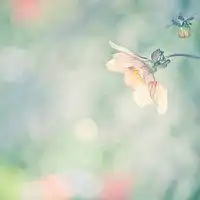 花头像图片大全清新微信头像图片大全

