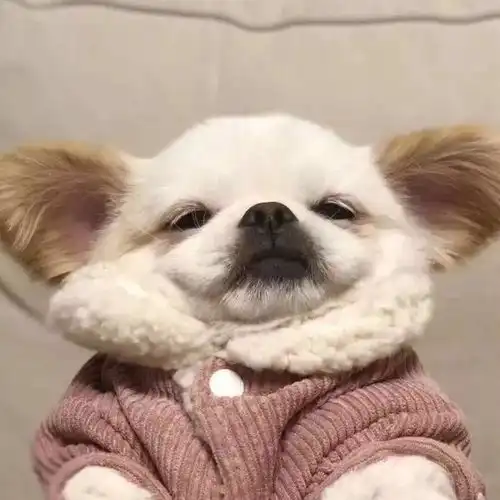 超级无敌可爱的动物头像
