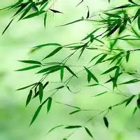 花花草草微信图像图片
