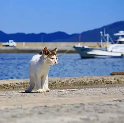 世界最怪的岛屿,被50000只猫咪霸占,这些猫岛就在日本
